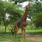 Circuit Découverte du Sénégal