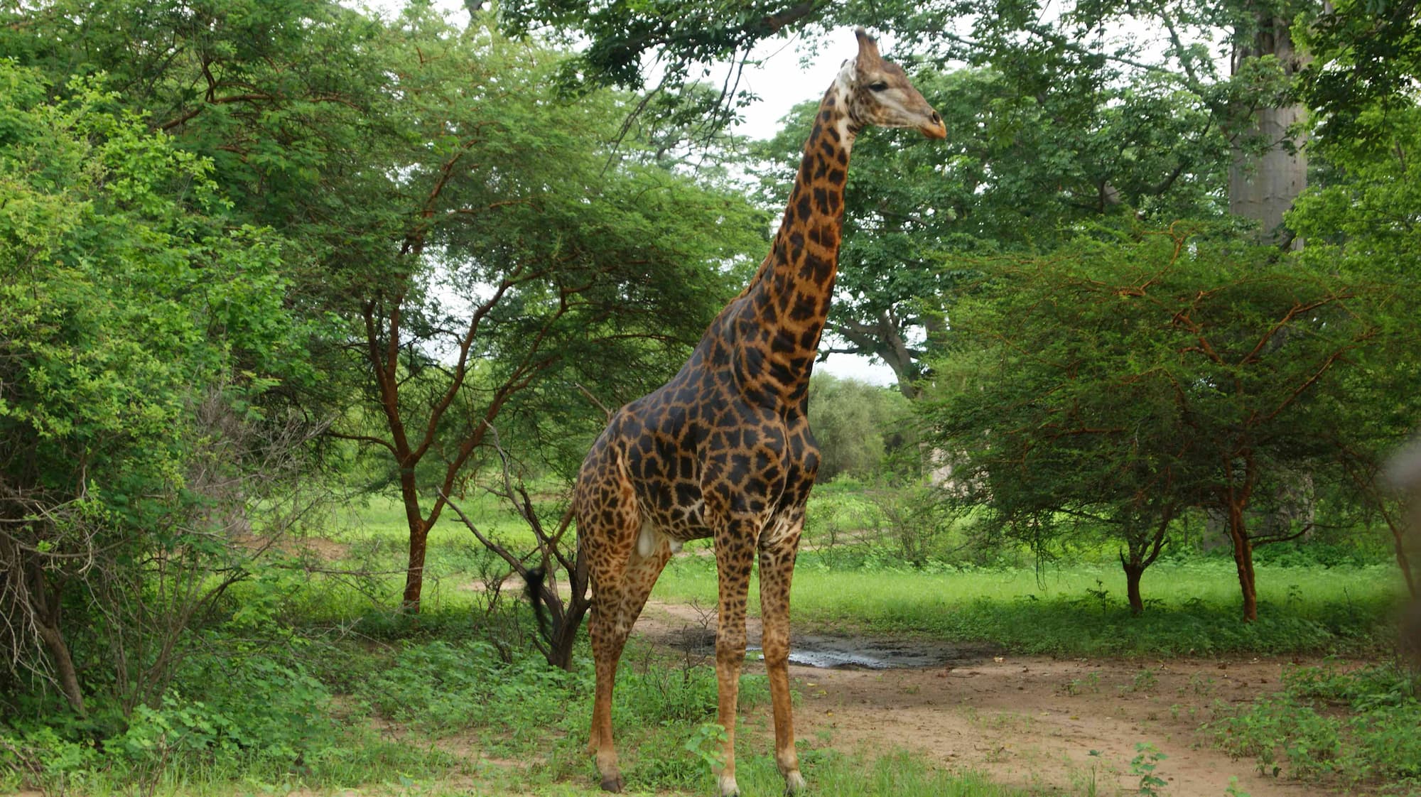 À la Découverte de la Réserve de Bandia : Le Safari Incontournable au Sénégal
