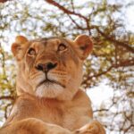 Guide touristique Sénégal