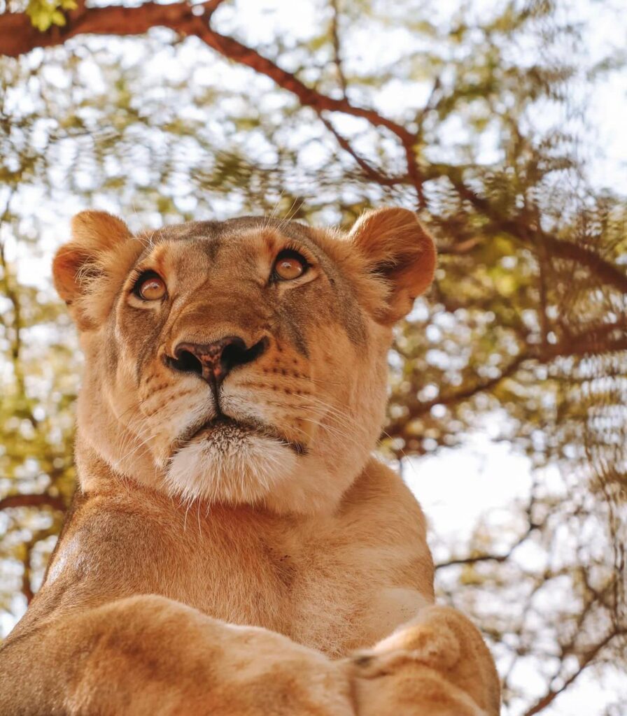 Guide touristique Sénégal : Découvrez le pays avec un expert local