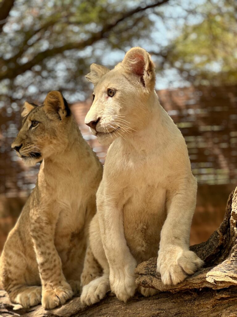 Excursion Saly Sénégal