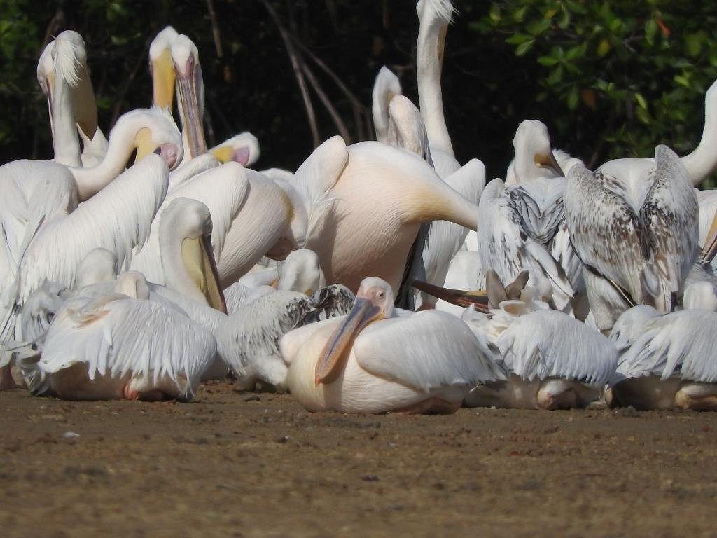 Guide touristique Sénégal
