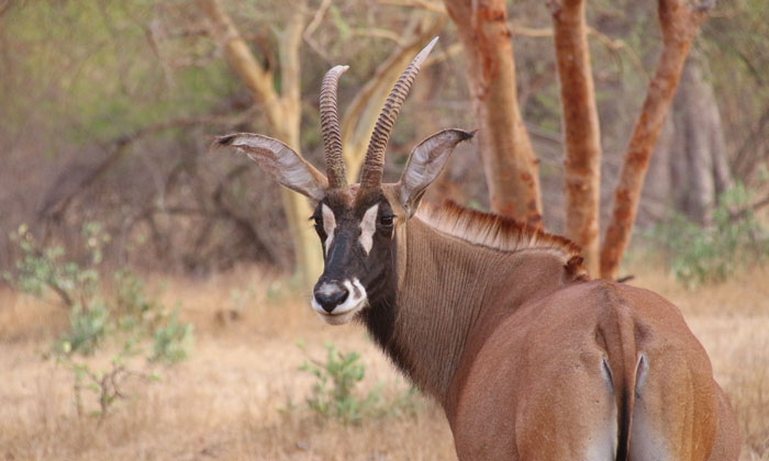 Excursion Saly Sénégal
