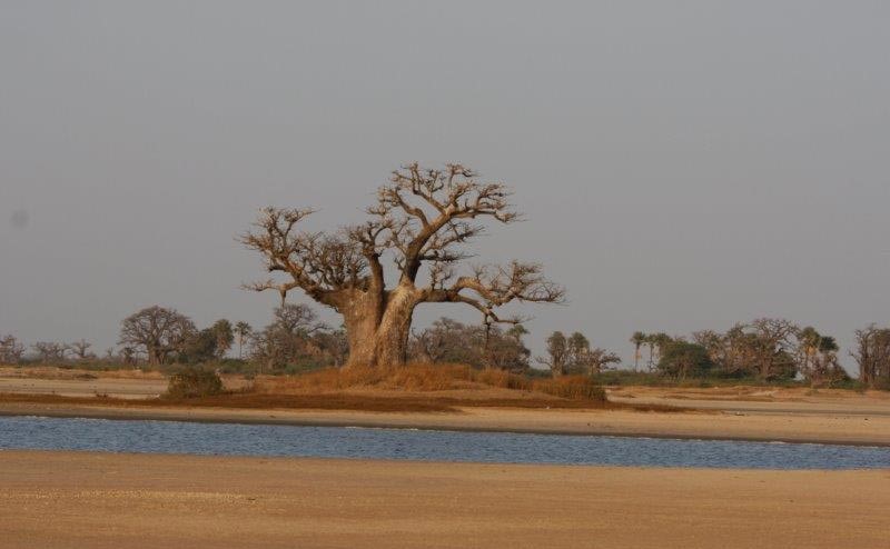 Excursion Riu Baobab Sénégal