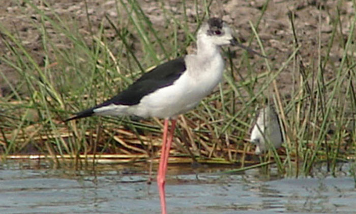 Excursion Riu Baobab Sénégal