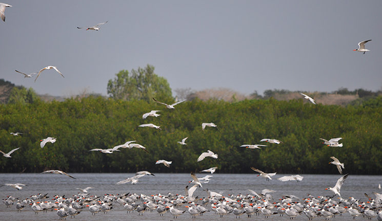 Que faire depuis les Filaos Saly ? Le guide des activités et excursions autour de votre club