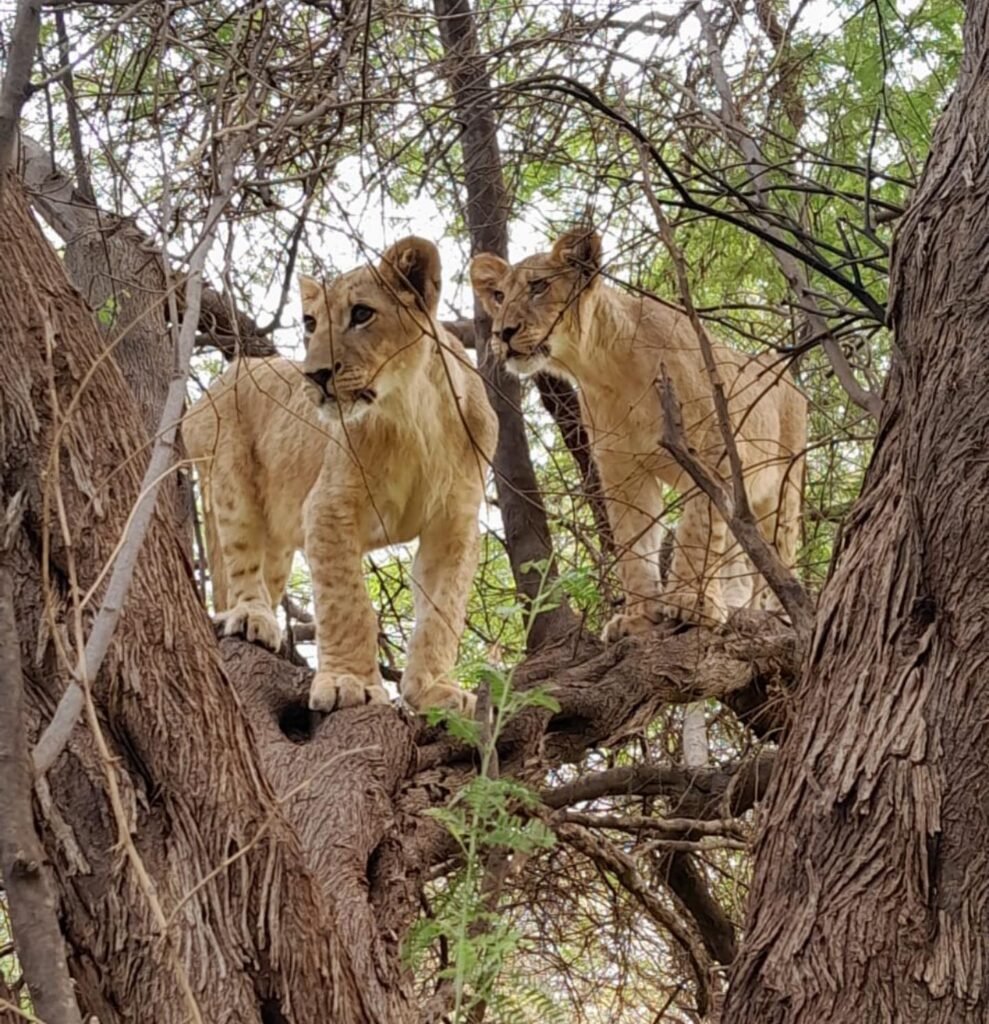 Excursion au départ de Relais du Sahel Saly