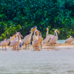Excursion au départ de Résidence Natangué Saly