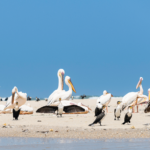 Excursion au départ de Hôtel Les Bougainvillées Saly